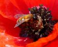 Andrena nigroaenea (cfr.)